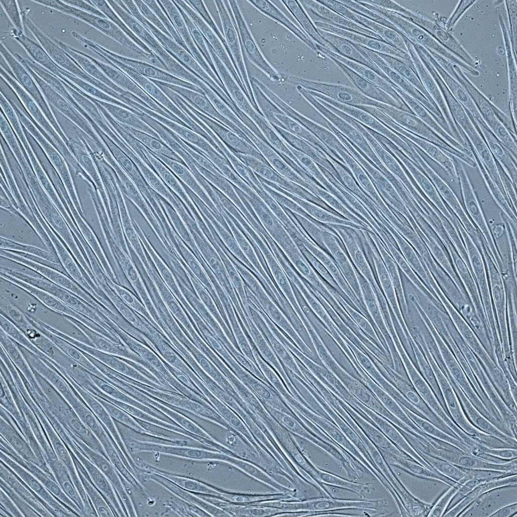 Phase-contrast microscopy of an early-passage culture: a dense field of relatively uniform, spindle-shaped mesenchymal stromal cells.